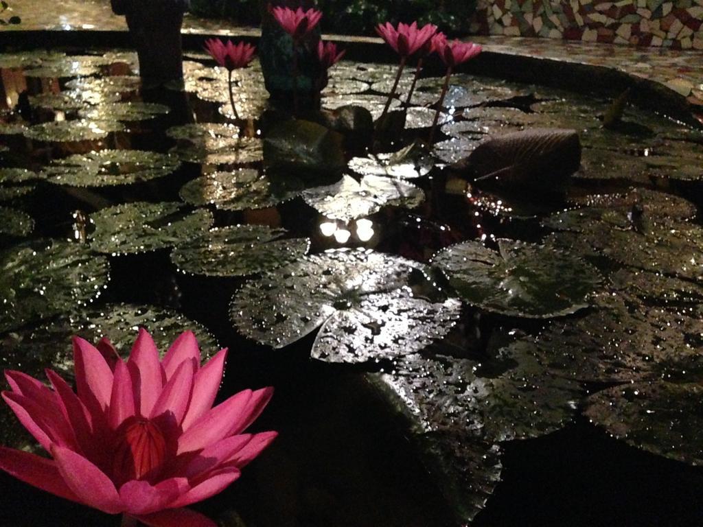 The Lotus Garden Bed and Breakfast Puerto Princesa Buitenkant foto